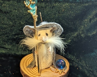 Wizard mouse taxidermy