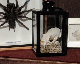 Mink skull in decorative hanging lantern