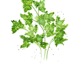 parsley herb print, bright watercolored kitchen herbs, fresh herbs, parsley watercolor