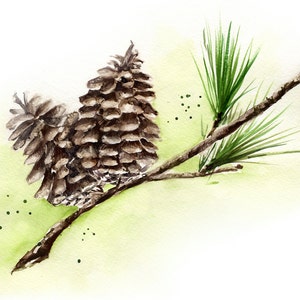 Wintery Pine Cone and Greenery Sprig, Pinecone on Spruce Tree, Holiday, Christmas, Winter scene, Watercolor Art Print image 1