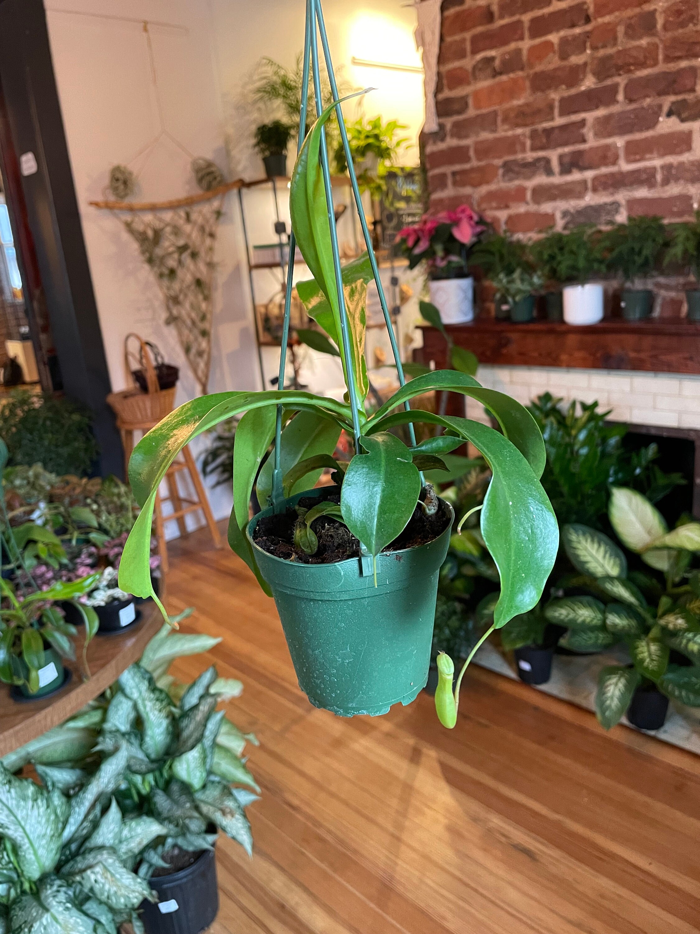 Gardening & Plants Plants Carnivorous pitcher plant live plant in 4