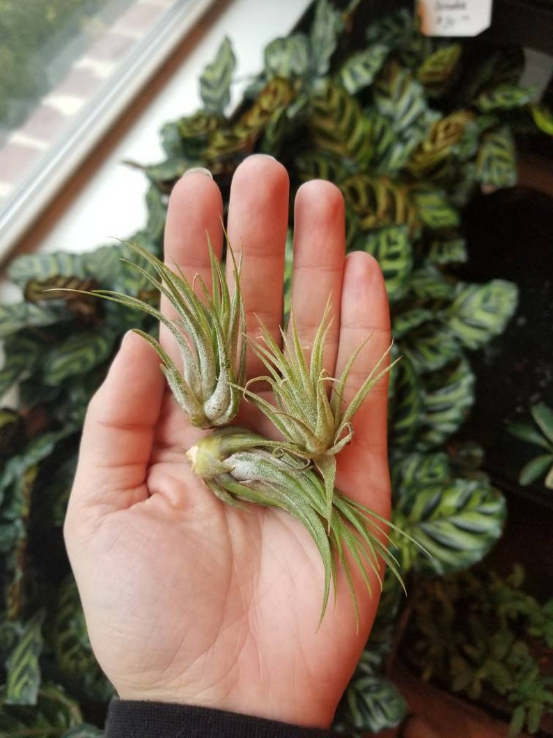 3 Miscellaneous Small Air Plants Live