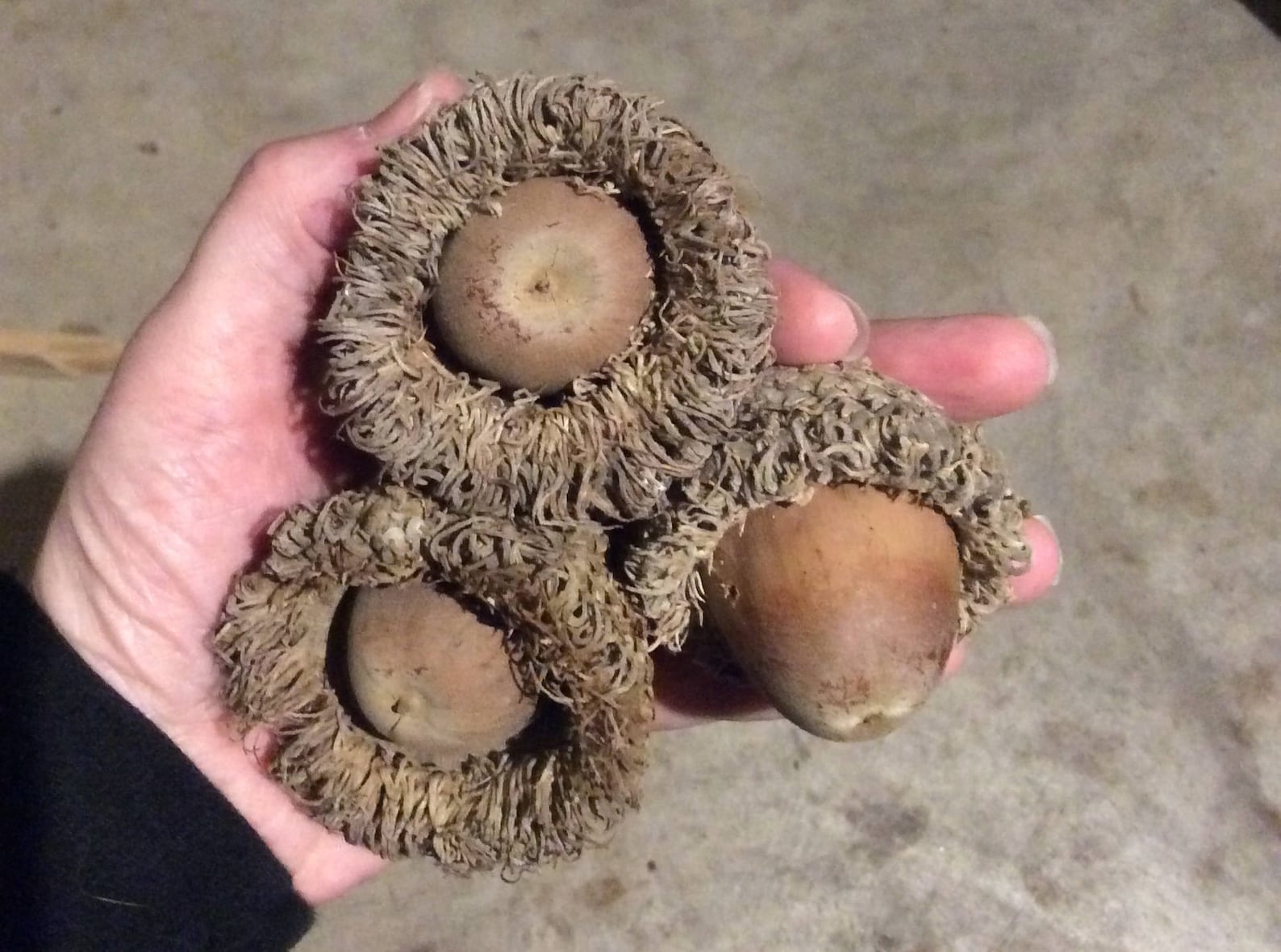 Lot of 12 Natural Burr Oak Acorns XL Large Acorns with Caps Etsy