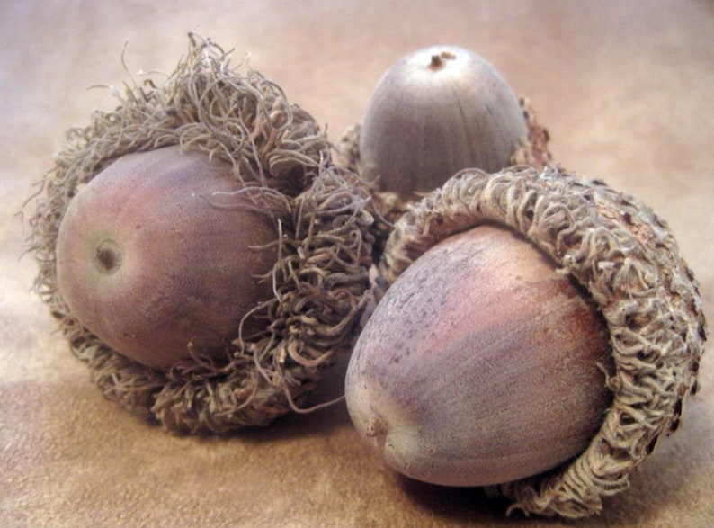 Lot of 13 Natural Burr Oak Acorns XL Large Acorns with Caps Etsy