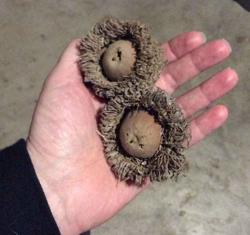Lot of 13 Natural Burr Oak Acorns XL Large Acorns with Caps Etsy
