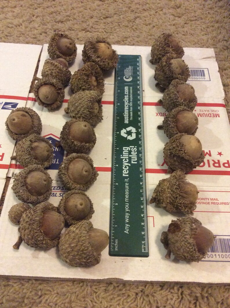 Lot of 13 Natural Burr Oak Acorns XL Large Acorns with Caps Etsy