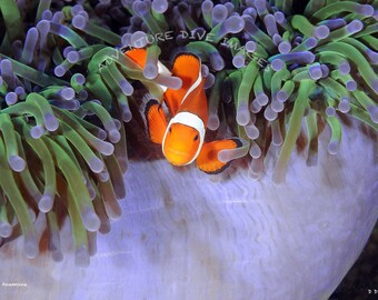 Clownfish with Anemone - Original Photograph on Aluminum - Various Sizes Available - Ready to Hang - Indoors/Outdoors