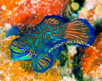 mandarin fish art etsy