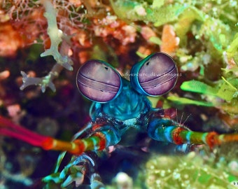 mantis shrimp print etsy