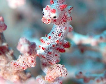 Pygmy Seahorse - Original Photograph Aluminum Print - Indonesia Various Sizes