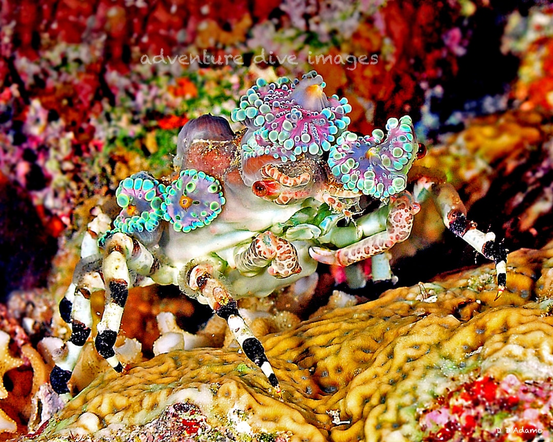 Decorator Crab Original Imagenautical Home Decor Printed on Aluminum