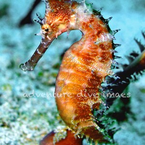 Seahorse Original Photograph -Brown/Red - Nautical Home Decor - printed on Aluminum various sizes
