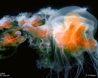 Jellyfish Photograph taken while Scuba Diving - Nautical Home Decor - Aluminum Print - Available in a variety of sizes