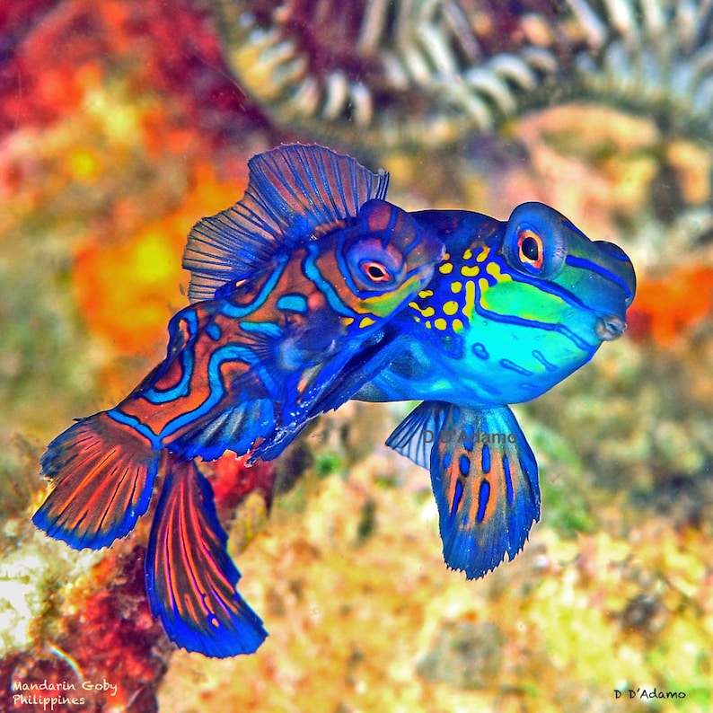 Mandarin Goby Pair Mating in the Philippines Printed on Etsy