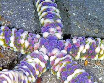Sea Star - Photograph on Aluminum taken while scuba diving - Available in a Variety of Sizes - Beautiful Color! - Nautical Decor - Purple