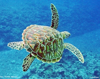 Sea Turtle Original Photography - Printed on Aluminum -Nautical Home Decor- Photographed in Hawaii- Available in a variety of sizes