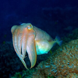 May include: A cuttlefish with a mottled brown and white body swims in a blue ocean with coral in the background.