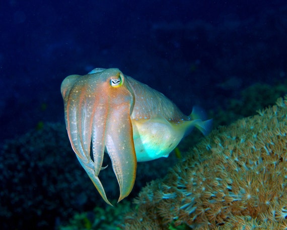Cuttlefish Original Photograph - Nautical Home Decor - printed on Aluminum