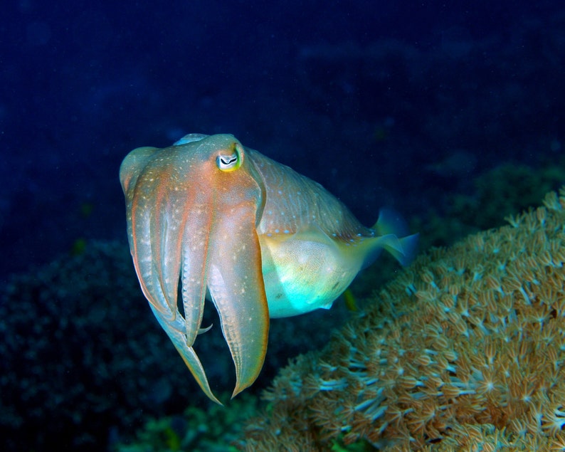 May include: A cuttlefish with a mottled brown and white body swims in a blue ocean with coral in the background.