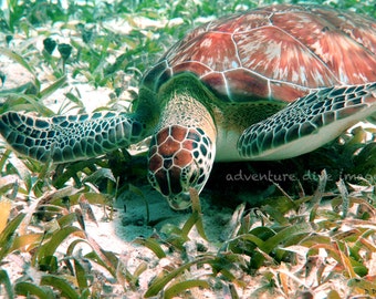 Sea Turtle Aluminum Print -Nautical Home Decor- Photographed in Belize- Available in a variety of sizes - Ready to hang