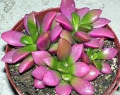 Small Succulent Plant Anacampseros Sunrise