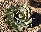 Mature Agave Lucky Crown Century Plant. Unique coloring makes this Agave a must have for any garden.