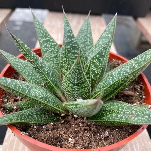 Succulent Plant. Medium Gasteria 'Flo'. A beautiful, deep green swirled plant. image 2