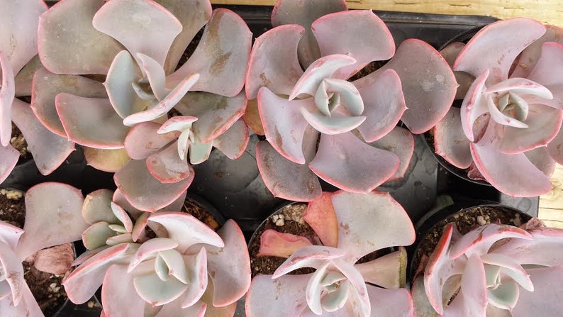 Small Succulent Plant Echeveria Dusty Rose