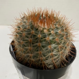 Cactus Plant. Notocactus Schlosseri. Very pretty, dark green cactus with copper spines. image 1