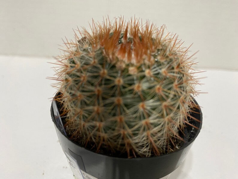 Cactus Plant. Notocactus Schlosseri. Very pretty, dark green cactus with copper spines. image 1