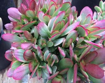 Large Succulent Plant Variegated Crassula Platyphylla. Beautiful variegated leaves with vibrant red edging