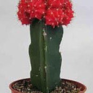Small Cactus Plant. Grafted Moon Cactus. Brilliant Ruby coloring is beautiful. image 4