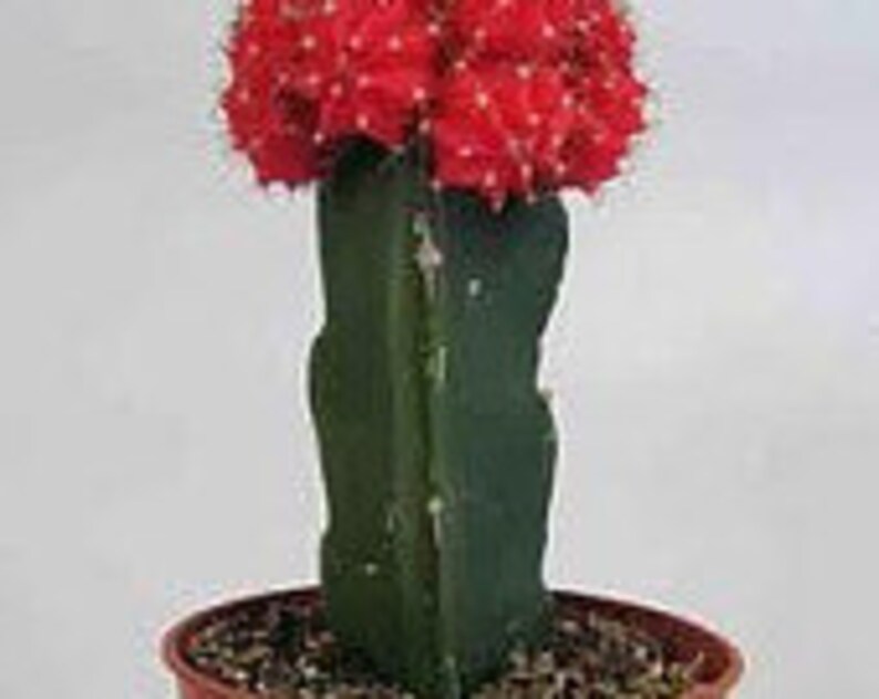 Small Cactus Plant. Grafted Moon Cactus. Brilliant Ruby coloring is beautiful. image 4