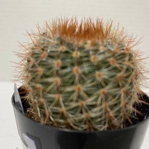 Cactus Plant. Notocactus Schlosseri. Very pretty, dark green cactus with copper spines. image 4