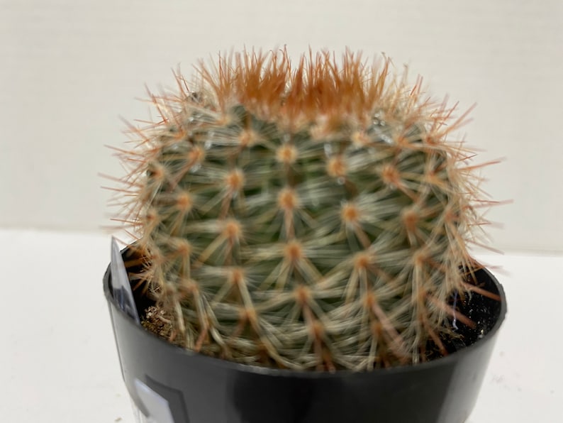 Cactus Plant. Notocactus Schlosseri. Very pretty, dark green cactus with copper spines. image 4