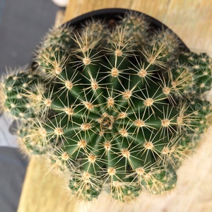 Cactus Plant Medium Echinobivia Rainbow Bursts Beautiful Etsy