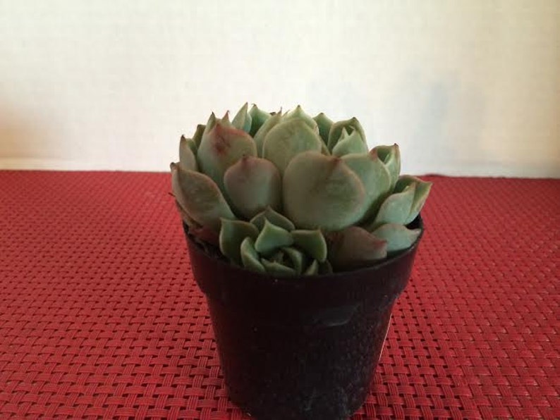 Small Succulent Plant Echeveria Allegra image 2