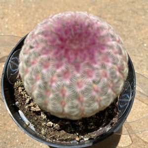 Small Cactus Plant. The Rainbow Hedgehog Cactus is a brilliantly colored plant with a crimson web covering.