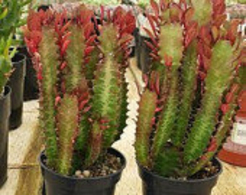 Mature Cactus Plant Good Luck Plant 'royal Red' Etsy