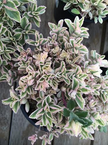 Succulent Plant Mature Plant Mike S Fuzzy Wuzzy Etsy