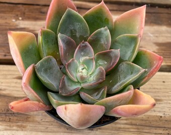 Medium Succulent Plant Graptoveria 'Jules'. A beautifully colored, rare and limited Graptoveria Hybrid.