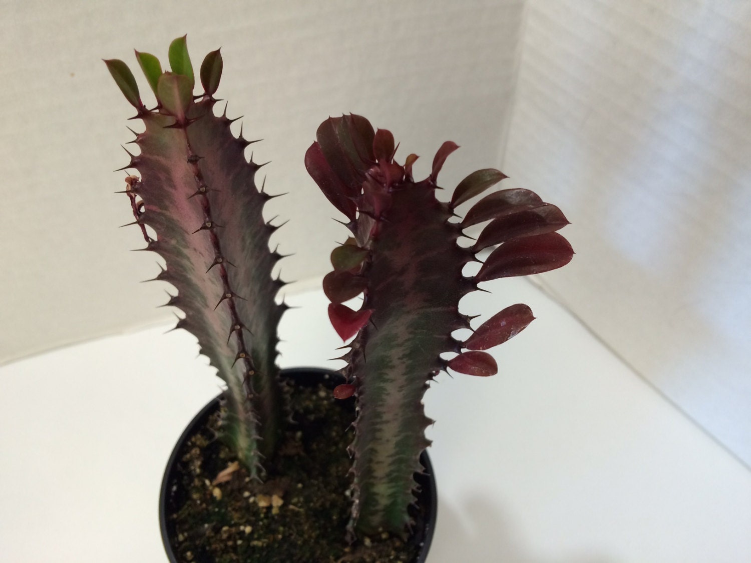 Medium Cactus Plant Good Luck Plant 'royal Red'. Etsy