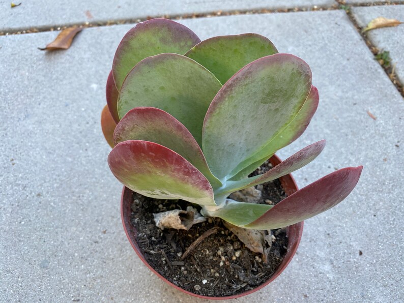 Large Succulent Plant Flapjacks. Large fan shaped leaves Etsy