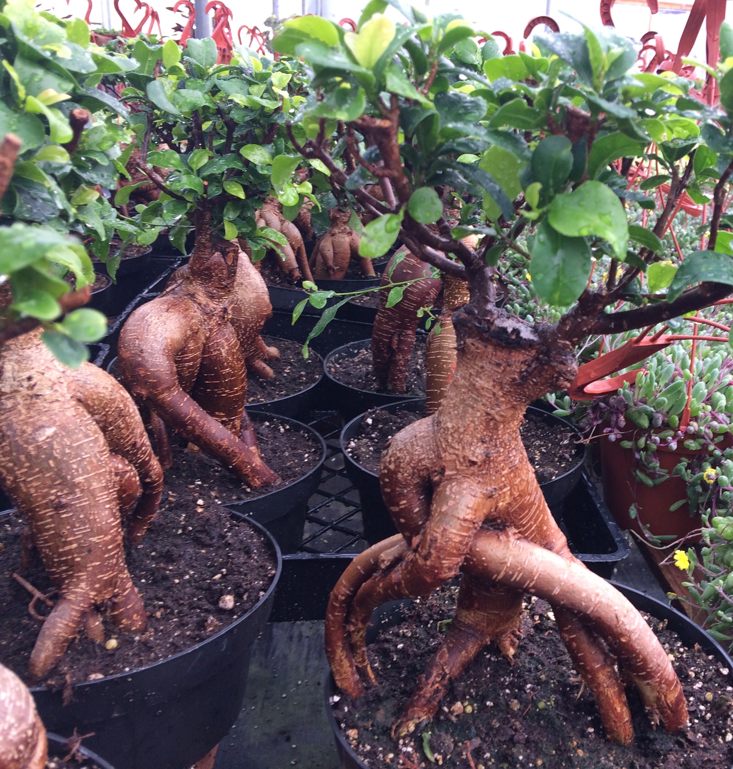 Mature Succulent Plant Ficus Ginseng. A uniquely shaped plant. -   Portugal