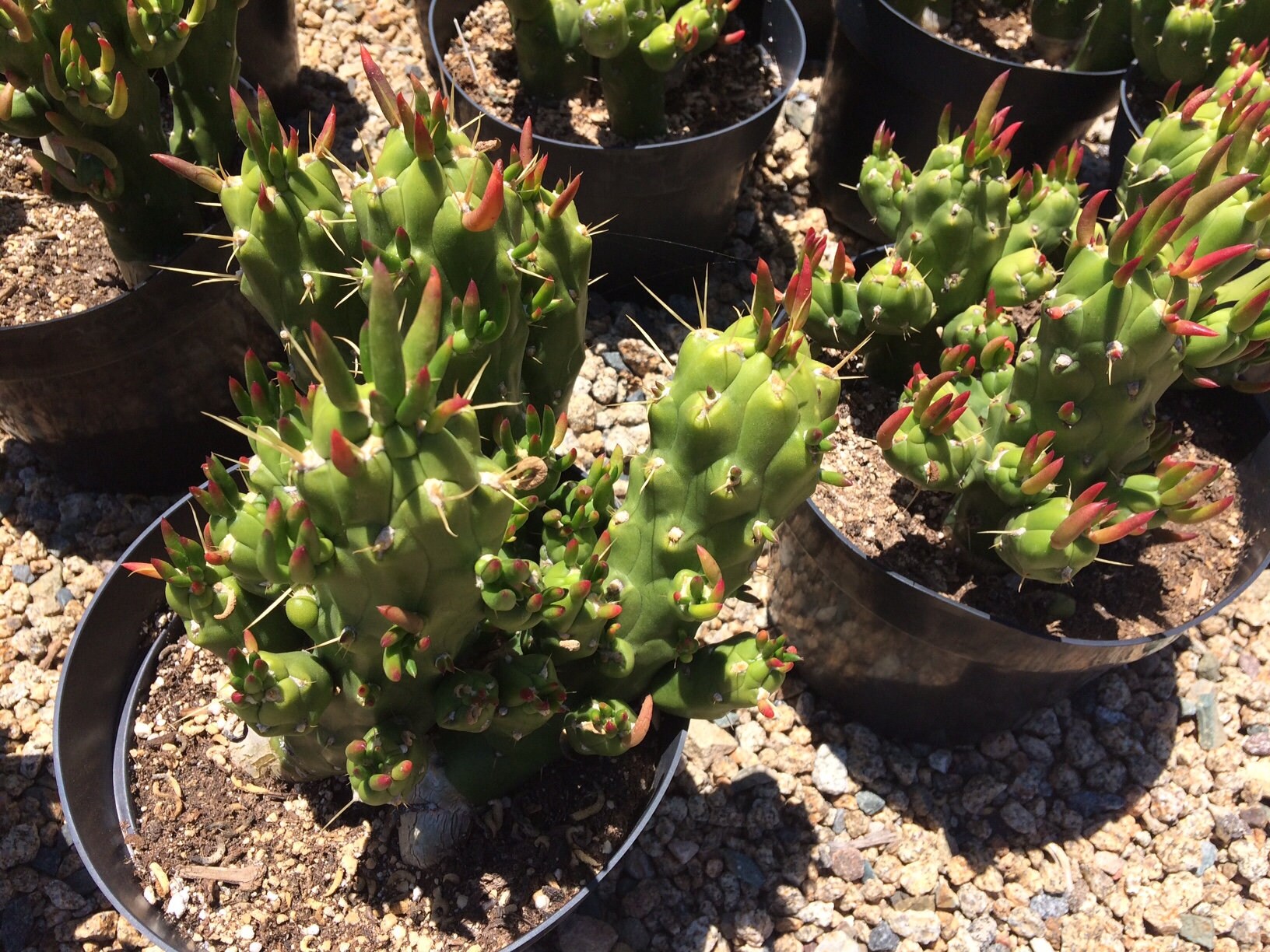 Planta de Cactus Madura Opuntia Gumbi. Un cactus muy diferente Etsy