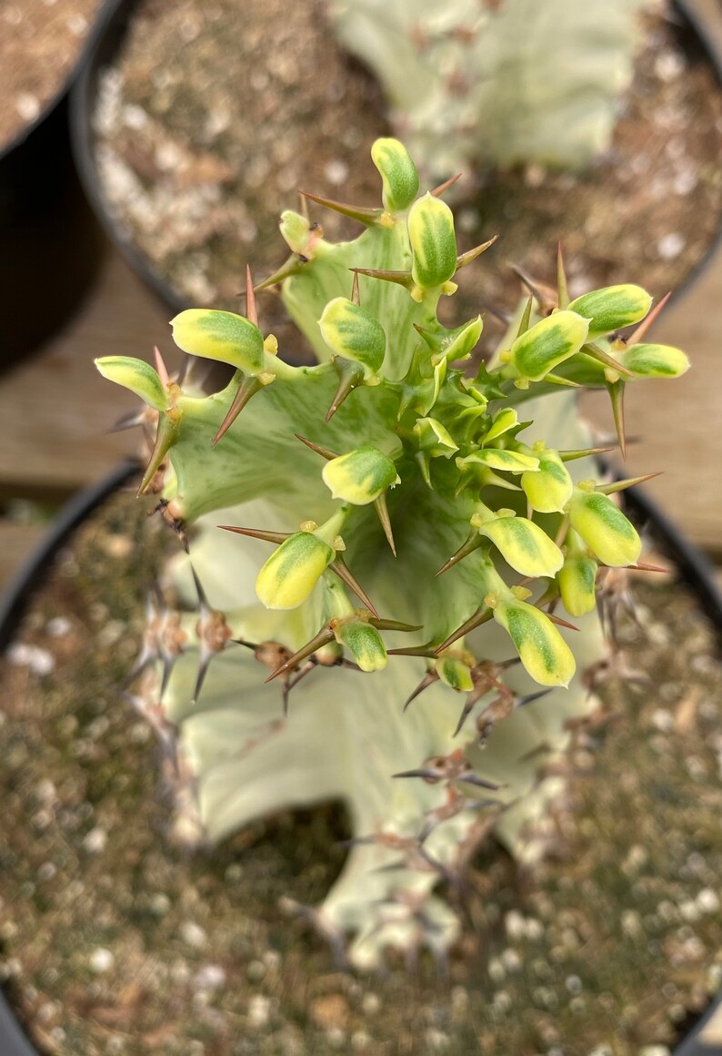 Cactus Plant African Golden Candelabra Tree. A Beautiful Etsy