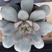 see more listings in the Medium Plants section