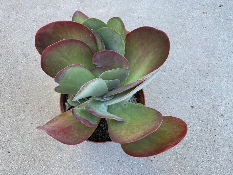 Large Succulent Plant Flapjacks. Large Fan Shaped Leaves Etsy