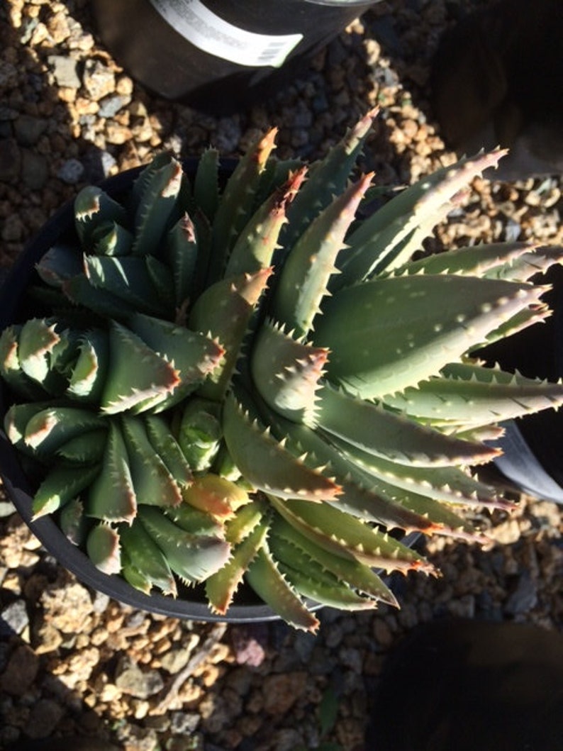 Forms powder blue rosettes. Mature Aloe Plant Crocodile Aloe or Aloe Previfolia