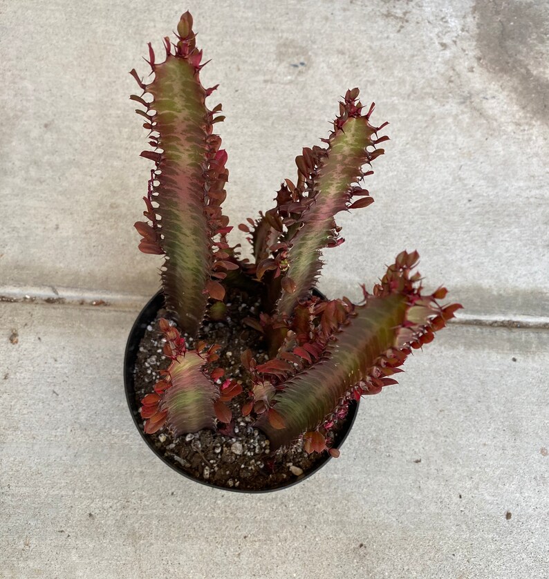 Mature Cactus Plant Good Luck Plant 'Royal Red' Etsy